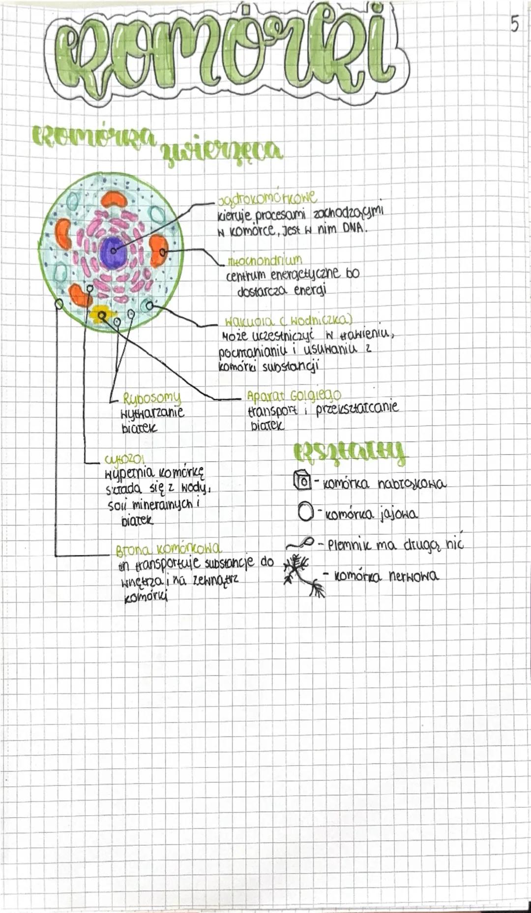 Remoiki
Romórka zwierzęca
badrokomorkowe
kieruje procesami zachodzącymi
W komorce, Jest w nim DNA.
Hochondrium
centrum energetyczne bo
dosta