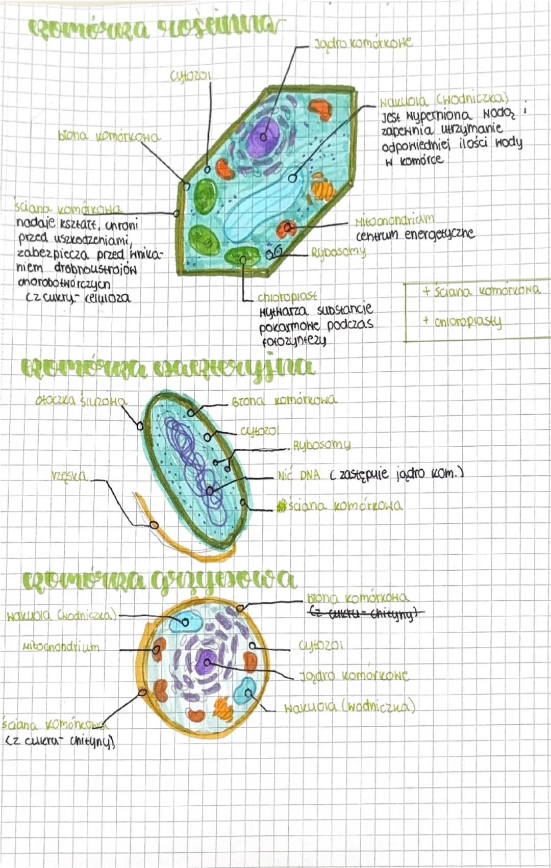 Remoiki
Romórka zwierzęca
badrokomorkowe
kieruje procesami zachodzącymi
W komorce, Jest w nim DNA.
Hochondrium
centrum energetyczne bo
dosta