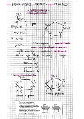 Know budowa i funkcje sacharydów  thumbnail