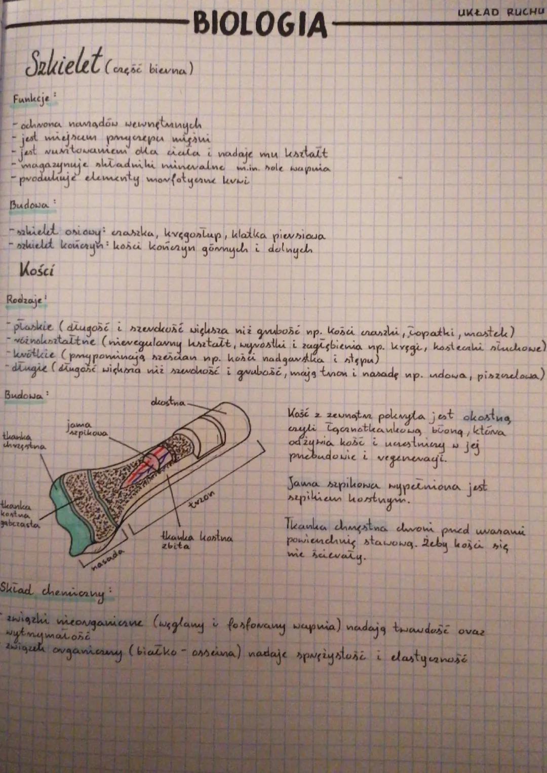 # BIOLOGIA
UKŁAD RUCHU

Szkielet (część bierna)

Funkcje:
- ochrona namadów wewnętmnych
- jest miejscem prycrepu mięsni
- jest wuritowaniem 