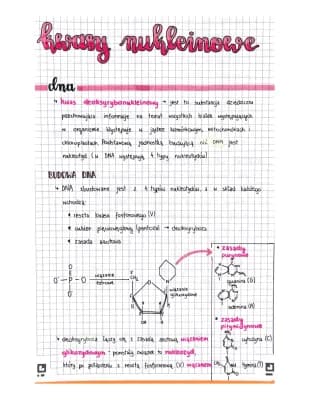 Know kwasy nukleinowe i replikacja DNA thumbnail