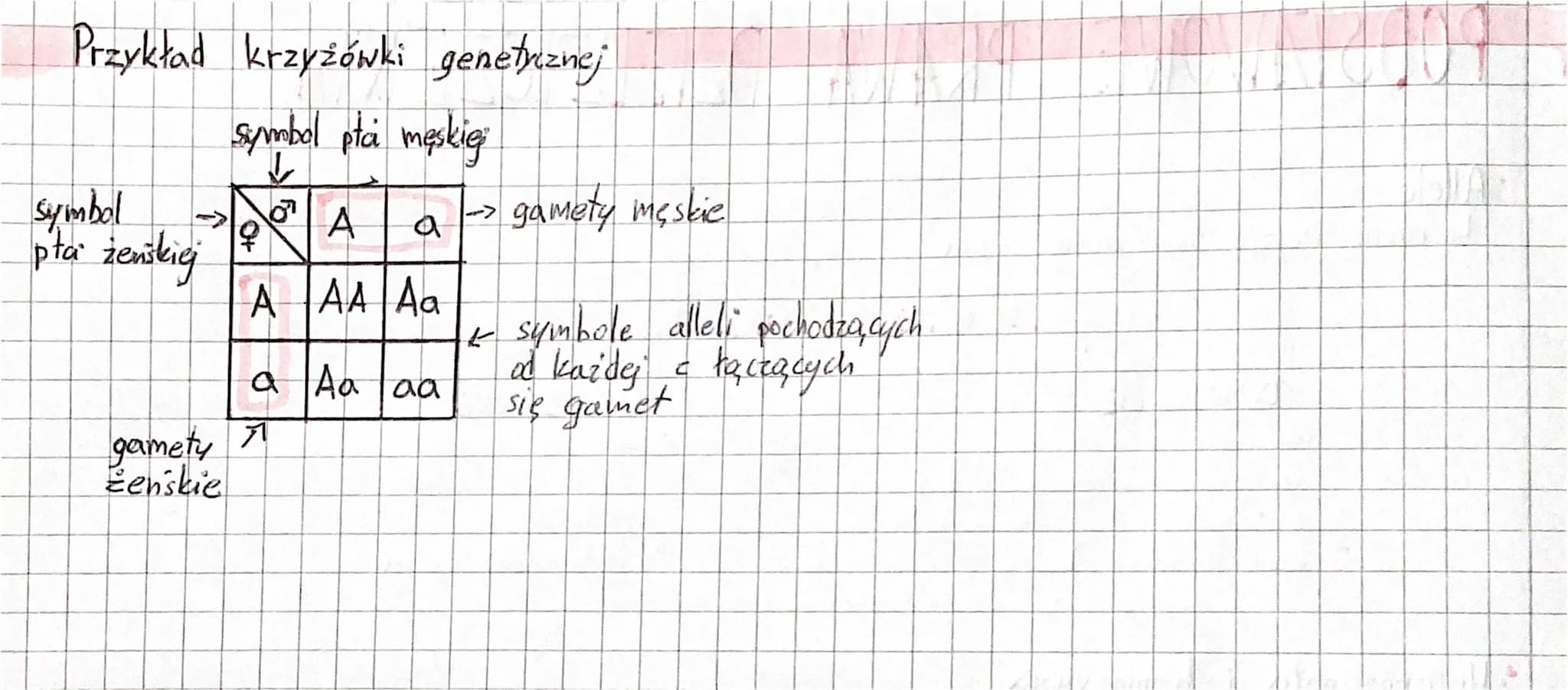 PODSTAWOWE PRAWA DZIEDZICZENIA
Allele
Ly rożne wersje tego samego genu
DOMINUJĄCE
odpowiedzialny za
wystąpienie cechy
dominującej
- duża lit