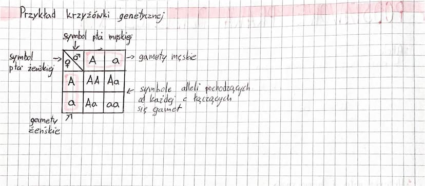 PODSTAWOWE PRAWA DZIEDZICZENIA
Allele
Ly rożne wersje tego samego genu
DOMINUJĄCE
odpowiedzialny za
wystąpienie cechy
dominującej
- duża lit
