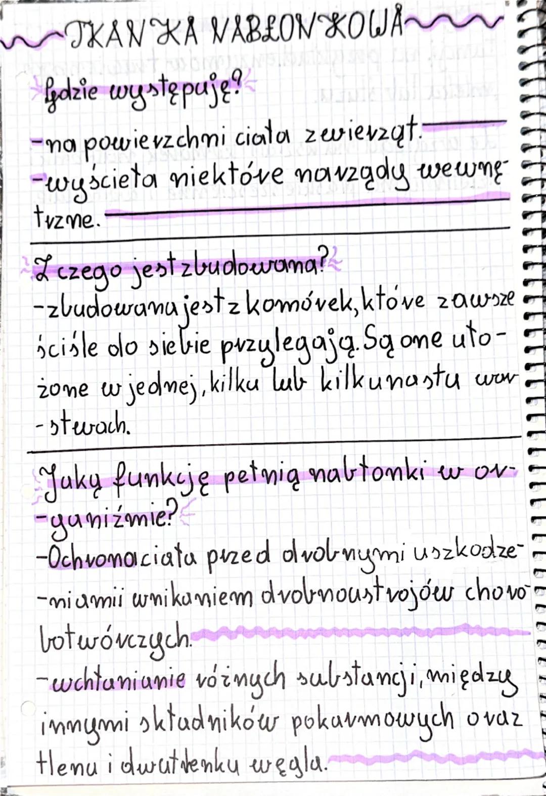 Tkanka nabłonkowa - Podstawowe informacje dla klasy 6