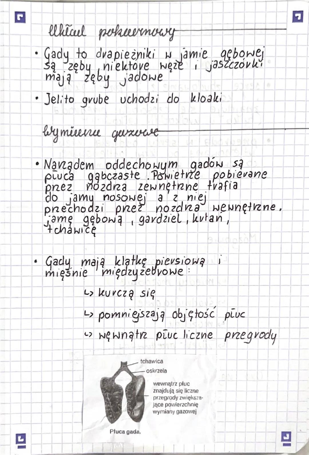◉Przegląd systematyczny
Gromada plazy
Rząd: bezogonowe
:
Rząd ogoniaste
Rząd: beznogie
Gady-pievosse
marszczelec
verdniver
Cechy Inevrektery