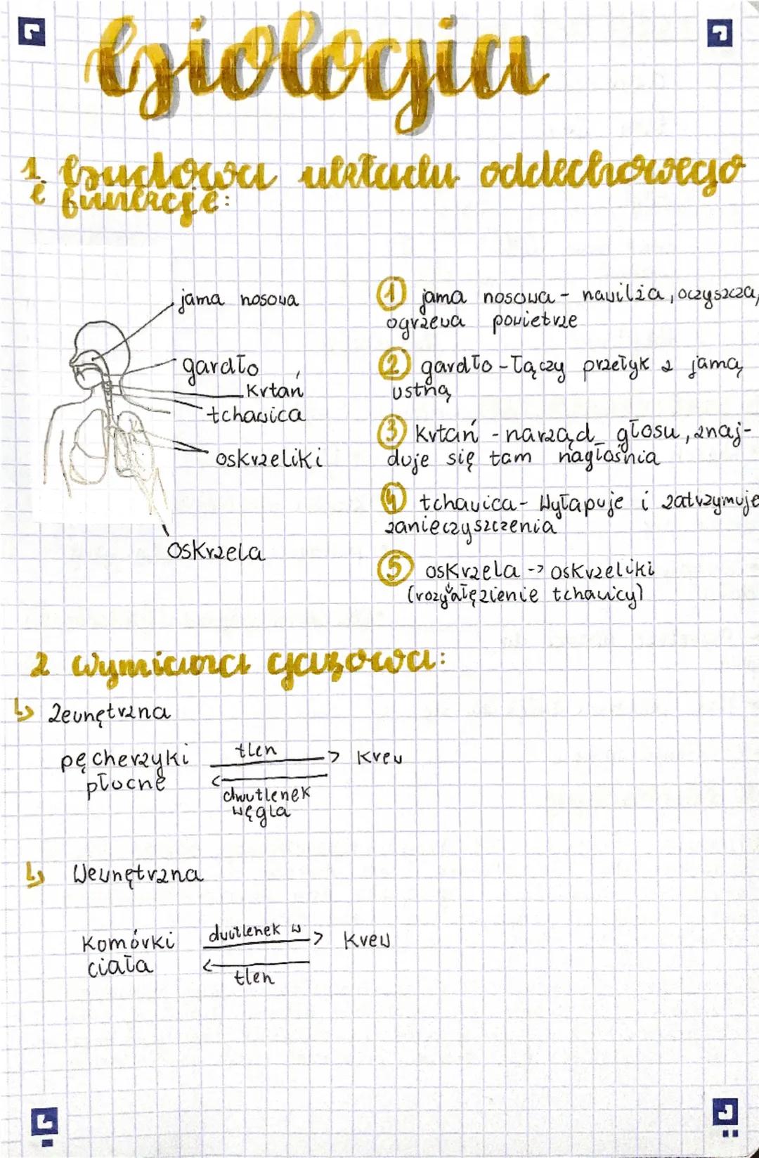 # Giologia

1 brudowa uletadu oddechowego
funtacje:

jama nosova

gardło
Krtan
tchawica

oskvzeliki

Oskraela

1 jama nosowa - navilża, oczy