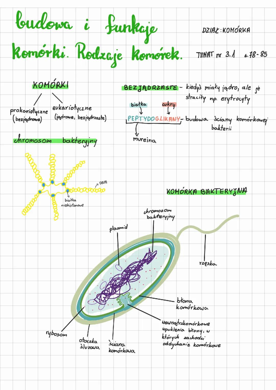 Rodzaje komórek i ich budowa - Funkcje komórkowe