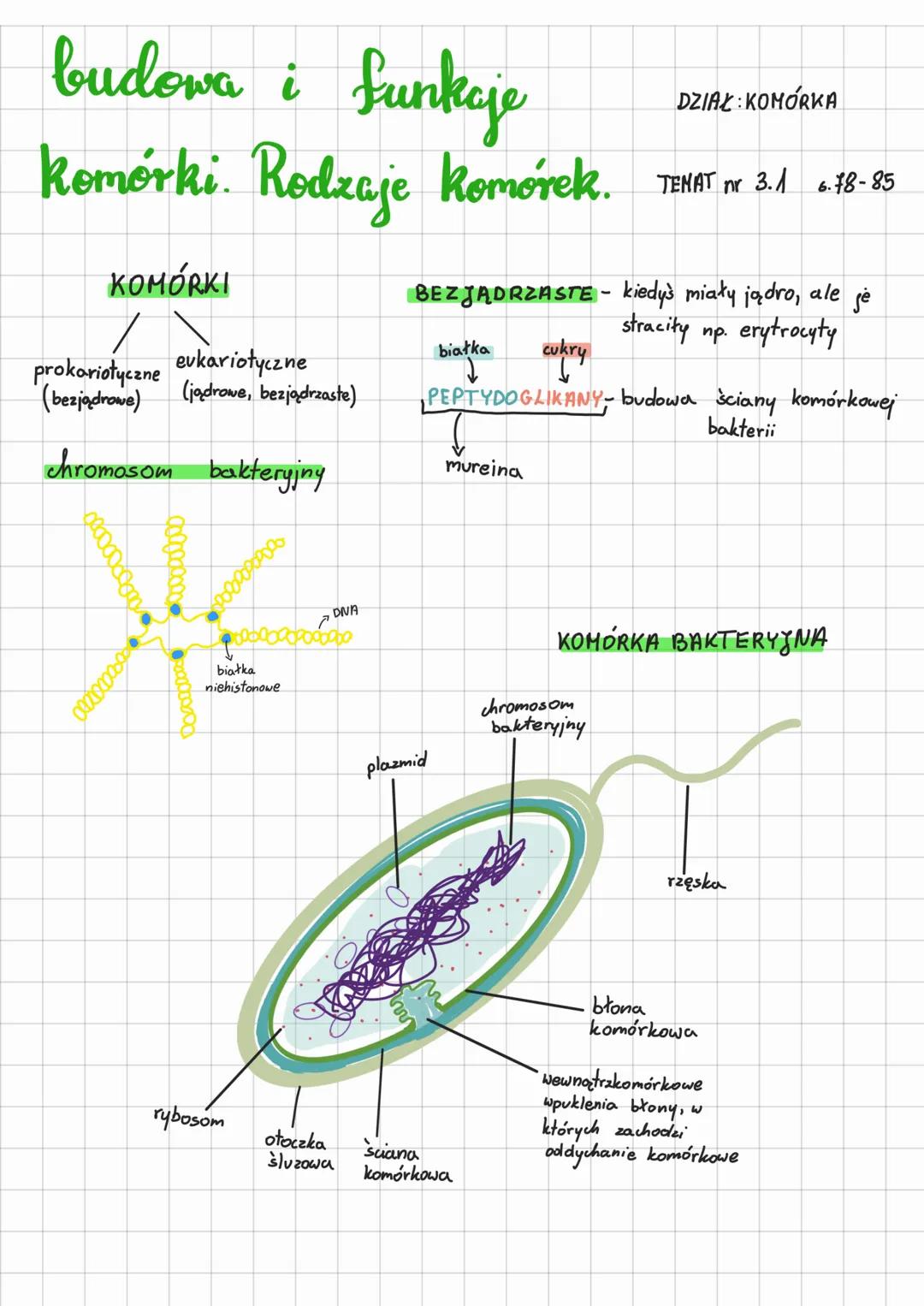 DZIAŁ KOMÓRKA
budowa i funkcje
komórki. Rodzaje komórek. TEMAT mx 3.1 a 78-85
nr
KOMÓRKI
prokariotyczne eukariotyczne
(bezjądrowe) (jądrowe,