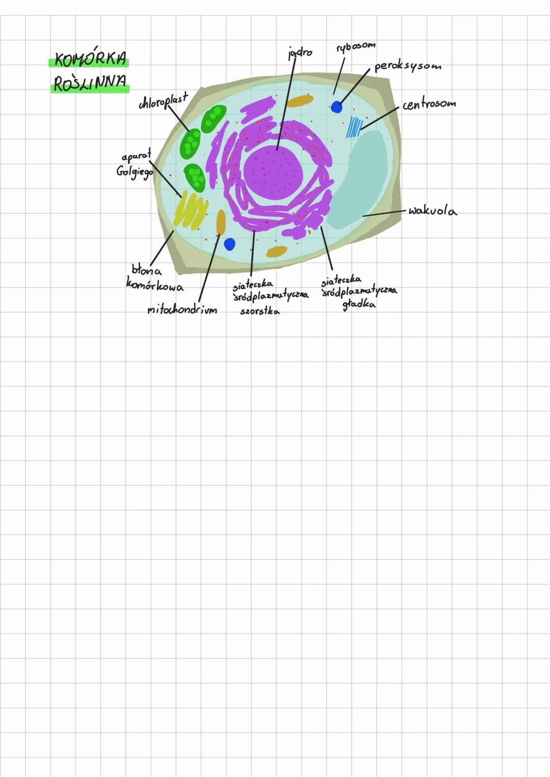 DZIAŁ KOMÓRKA
budowa i funkcje
komórki. Rodzaje komórek. TEMAT mx 3.1 a 78-85
nr
KOMÓRKI
prokariotyczne eukariotyczne
(bezjądrowe) (jądrowe,
