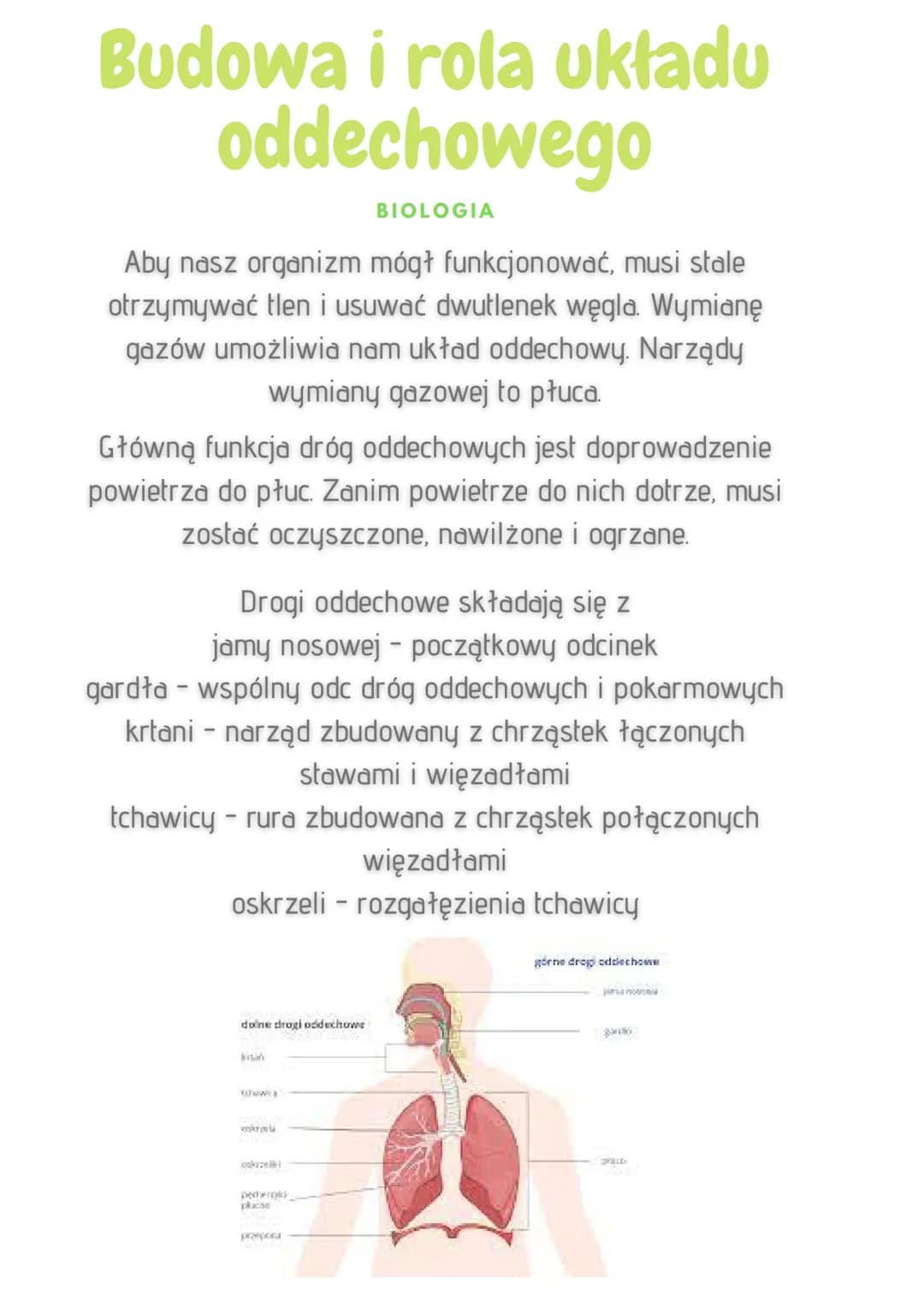 Budowa i rola układu
oddechowego
BIOLOGIA
Aby nasz organizm mógł funkcjonować, musi stale
otrzymywać tlen i usuwać dwutlenek węgla. Wymianę
