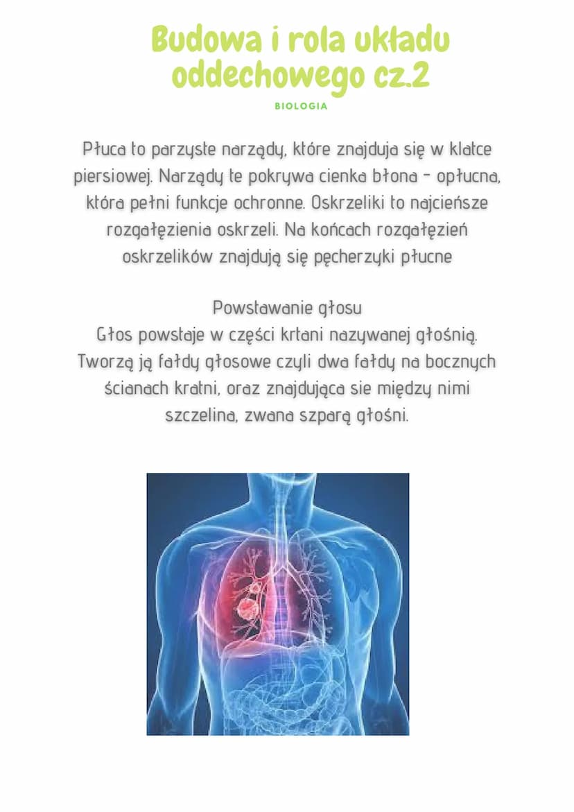 Budowa i rola układu
oddechowego
BIOLOGIA
Aby nasz organizm mógł funkcjonować, musi stale
otrzymywać tlen i usuwać dwutlenek węgla. Wymianę
