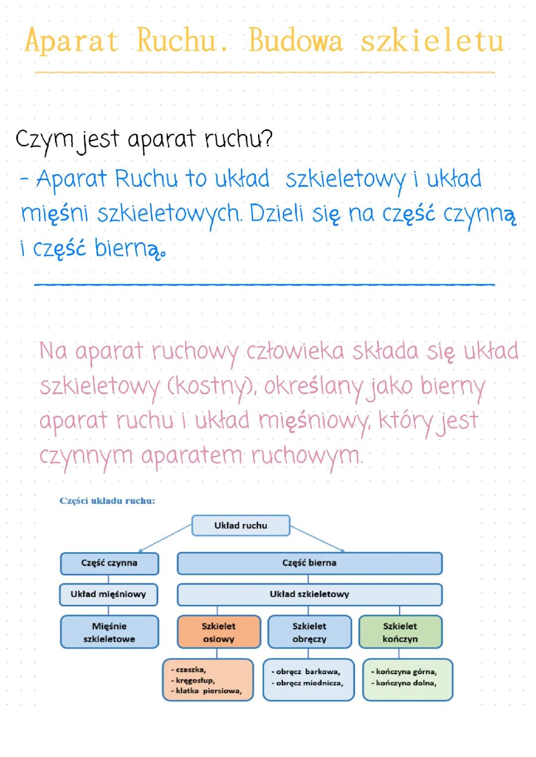 Aparat Ruchu. Budowa Szkieletu