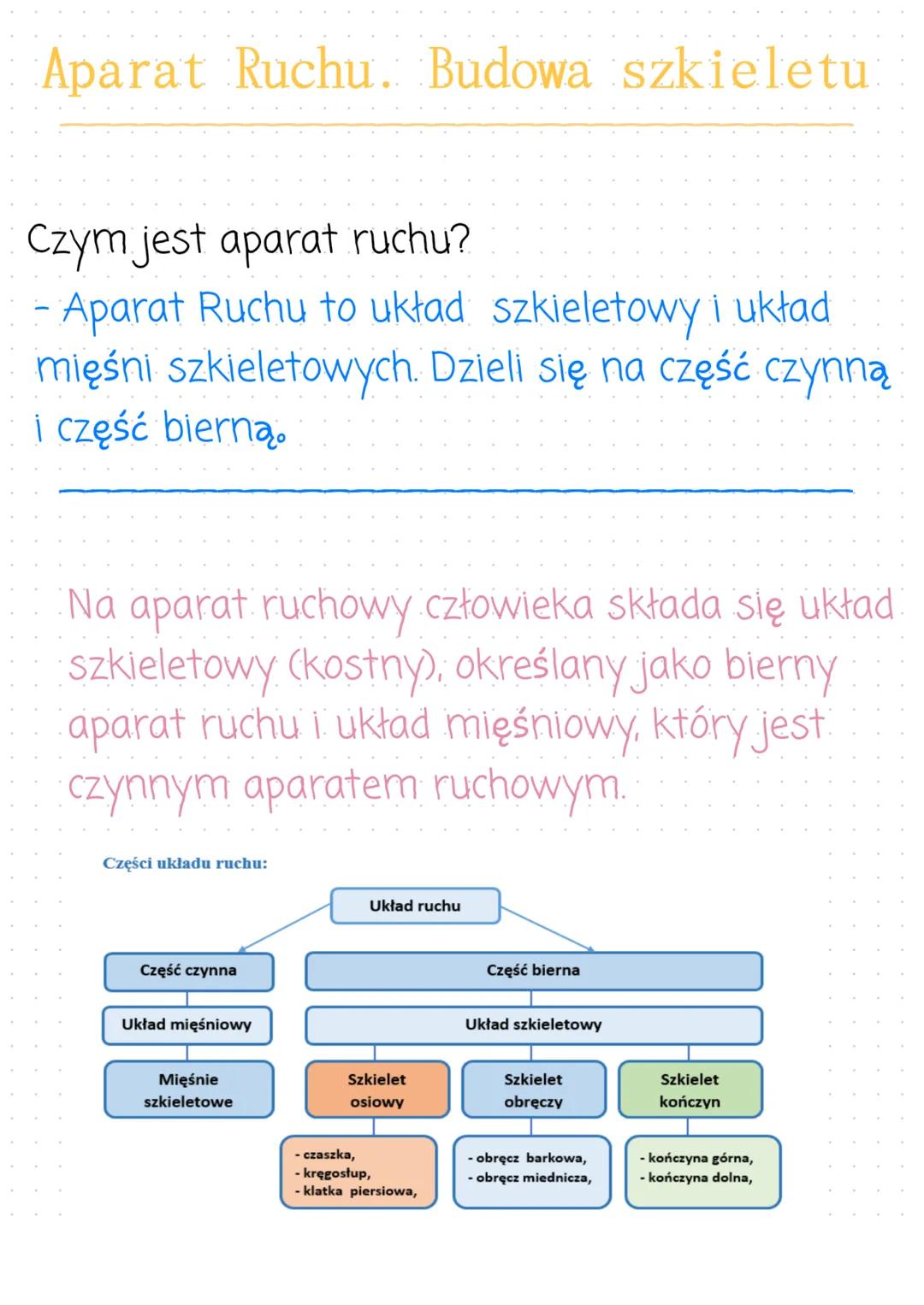 Aparat Ruchu. Budowa szkieletu
Czym jest aparat ruchu?
- Aparat Ruchu to układ szkieletowy i układ
mięśni szkieletowych. Dzieli się na część