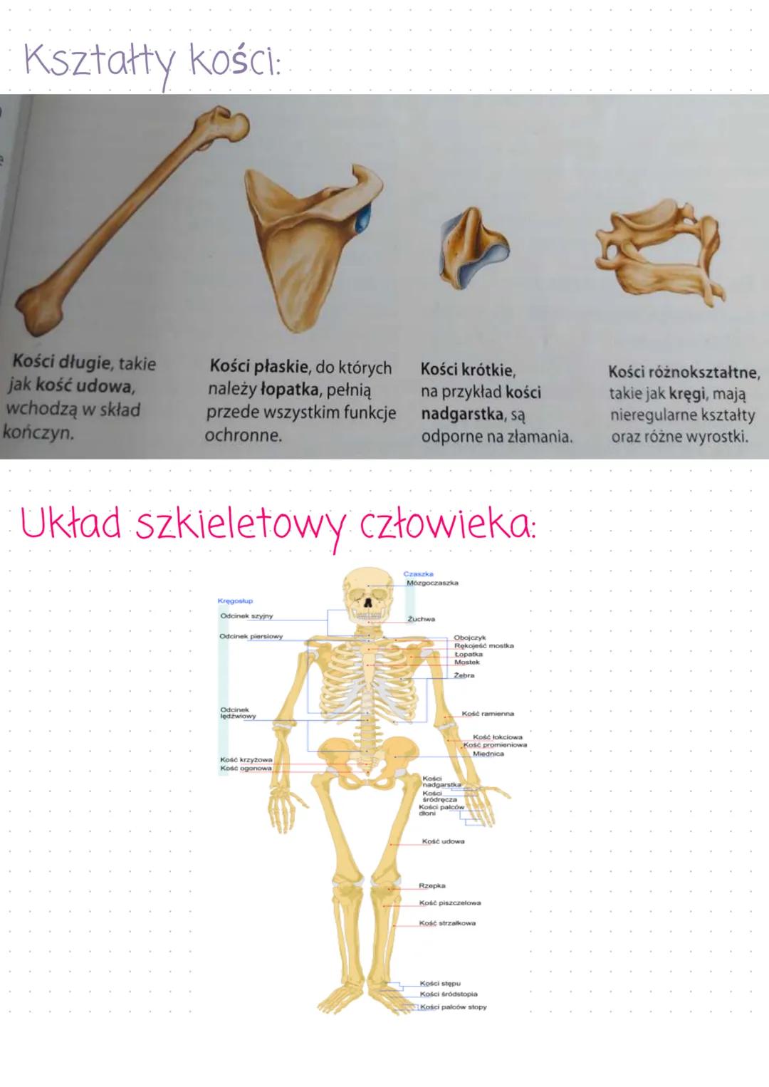 Aparat Ruchu. Budowa szkieletu
Czym jest aparat ruchu?
- Aparat Ruchu to układ szkieletowy i układ
mięśni szkieletowych. Dzieli się na część
