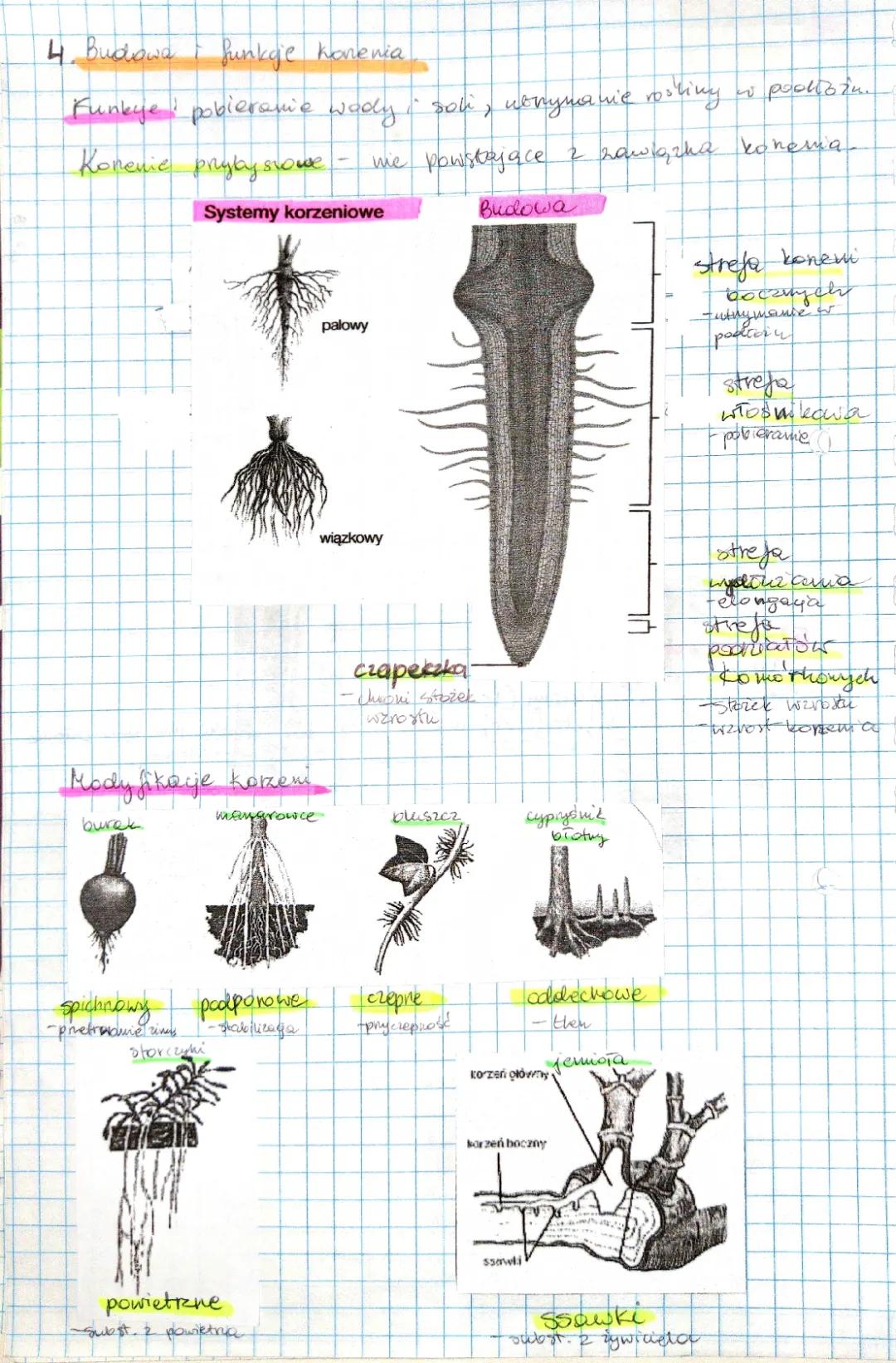 Budowa i funkcje korzenia - Biologia na czasie 1 PDF