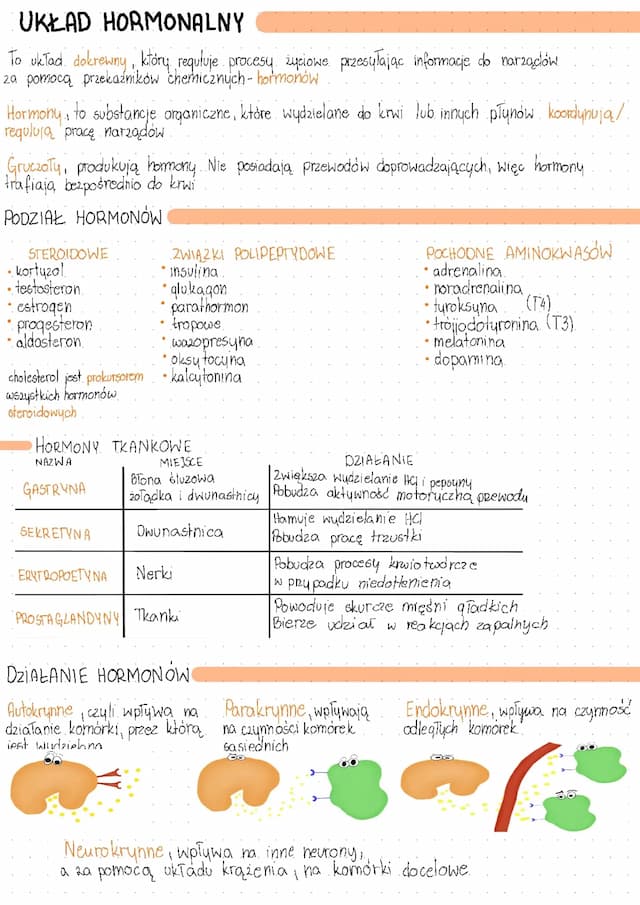 Know Układ hormonalny  thumbnail