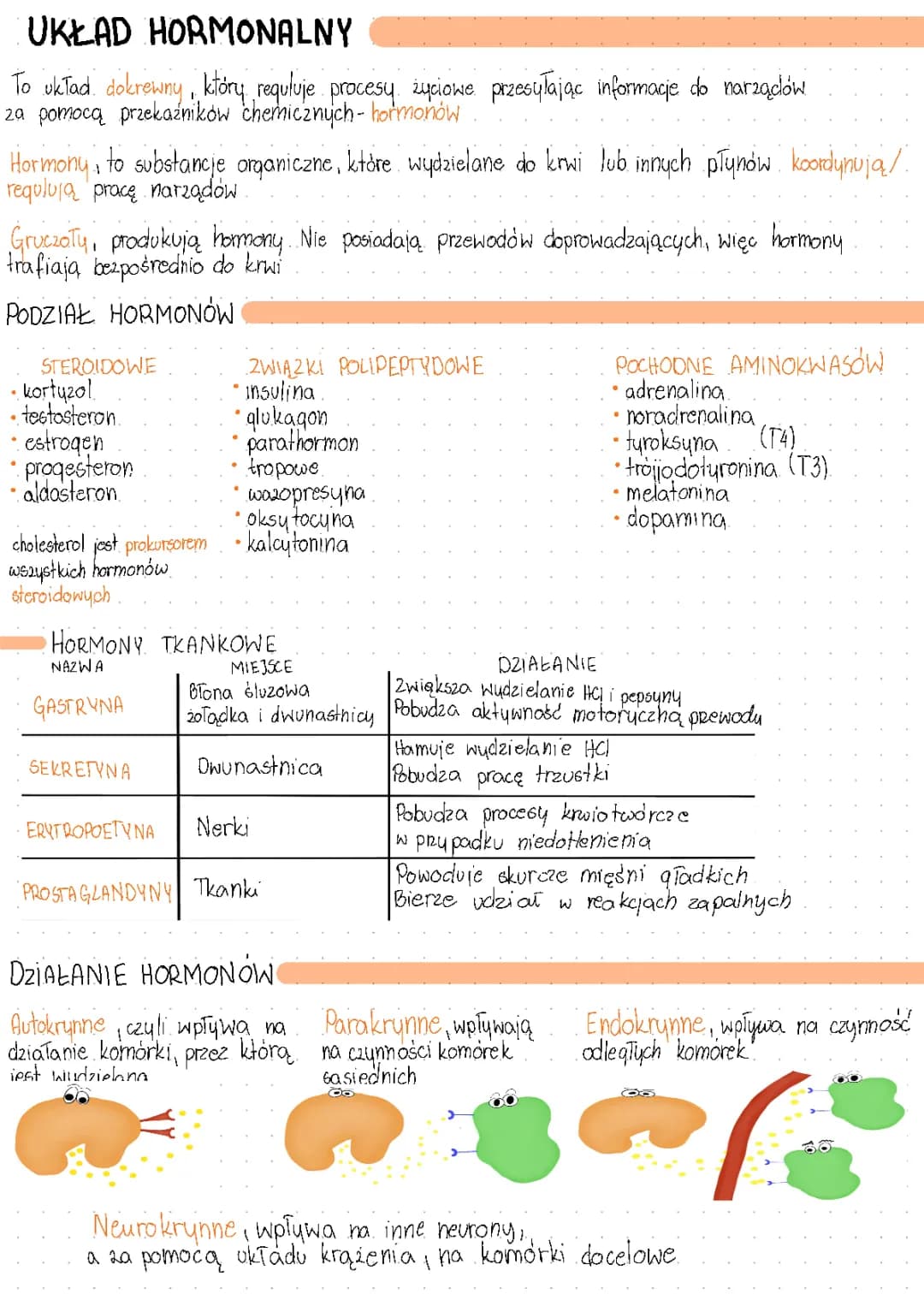 Układ hormonalny: Funkcje, Gruczoły, Notatki i Testy