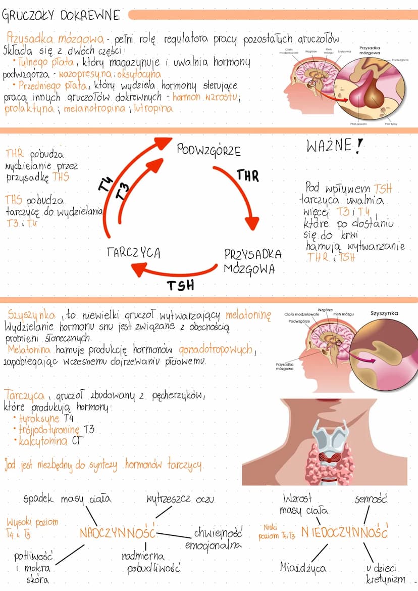 UKŁAD HORMONALNY
To ukTad dokrewny, ktory requluje procesy życiowe przesyłając informacje do narządów
za pomocą przekaźników chemicznych - h