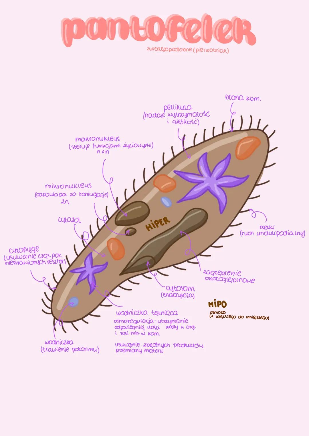 # Protisty ZHIENZECOPODOBNE

- zawsze jednokomórkowe wo koloniine
- arapieżne, pasożytnicze lub filtrotory
- różnorodne sposoby poruszania (