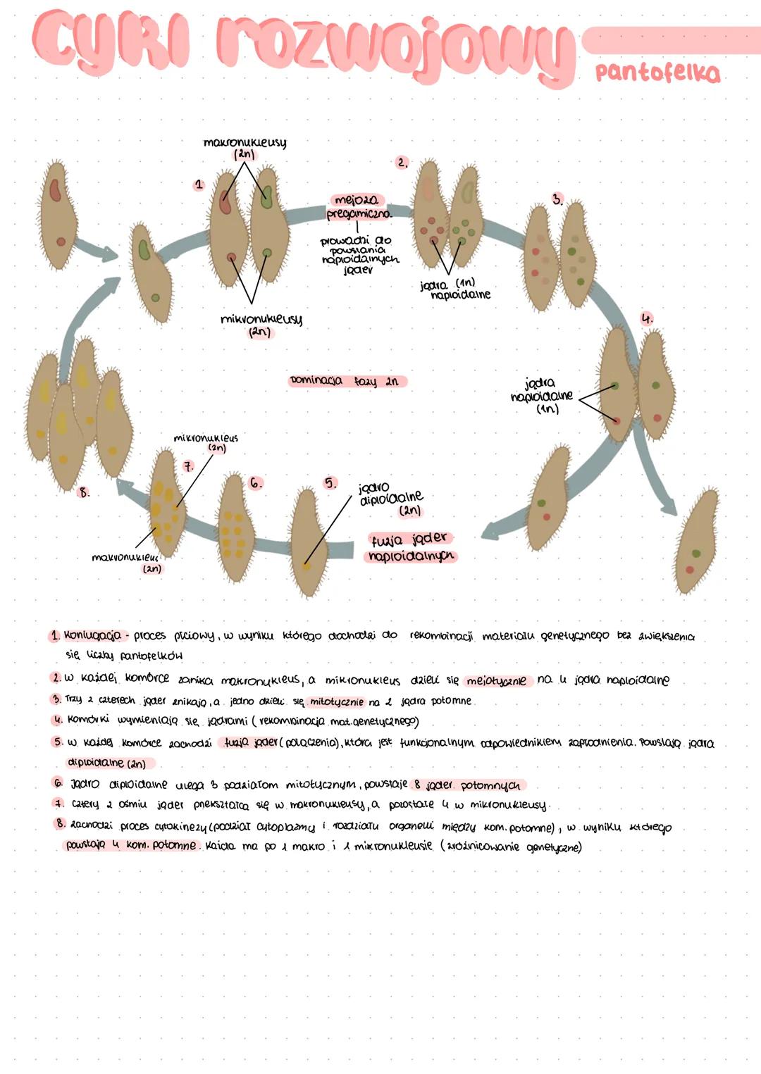 # Protisty ZHIENZECOPODOBNE

- zawsze jednokomórkowe wo koloniine
- arapieżne, pasożytnicze lub filtrotory
- różnorodne sposoby poruszania (