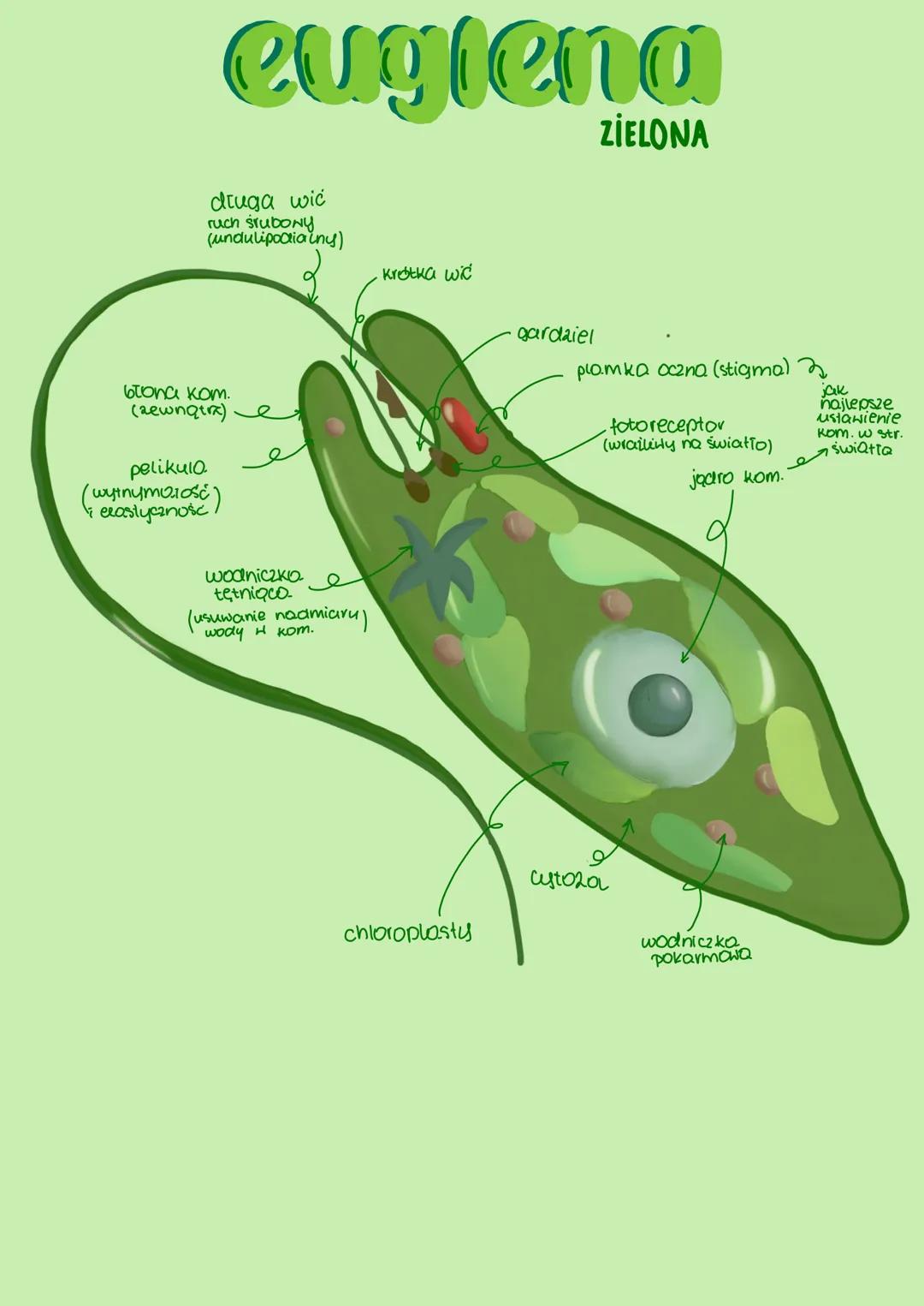 # Protisty ZHIENZECOPODOBNE

- zawsze jednokomórkowe wo koloniine
- arapieżne, pasożytnicze lub filtrotory
- różnorodne sposoby poruszania (