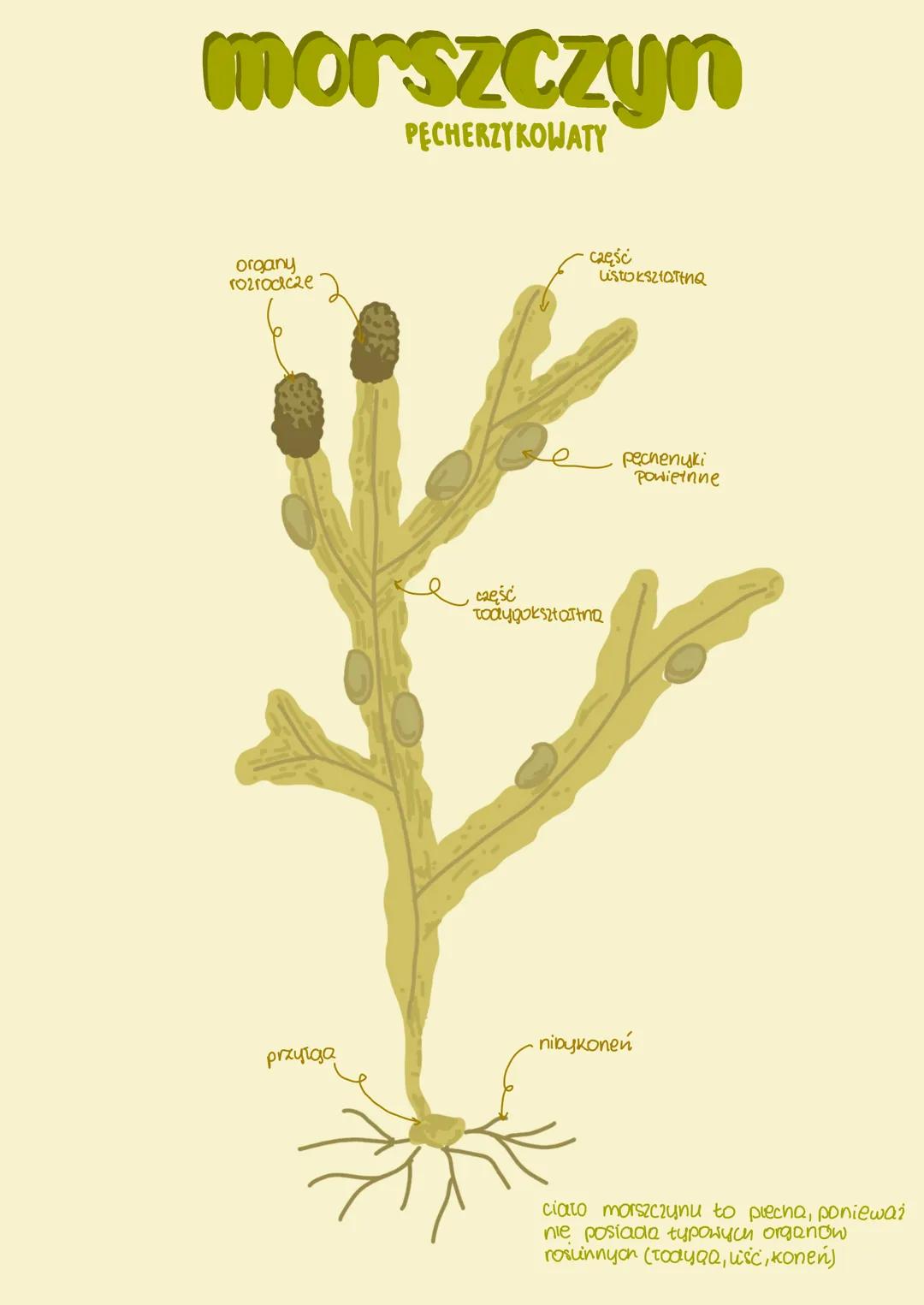 # Protisty ZHIENZECOPODOBNE

- zawsze jednokomórkowe wo koloniine
- arapieżne, pasożytnicze lub filtrotory
- różnorodne sposoby poruszania (