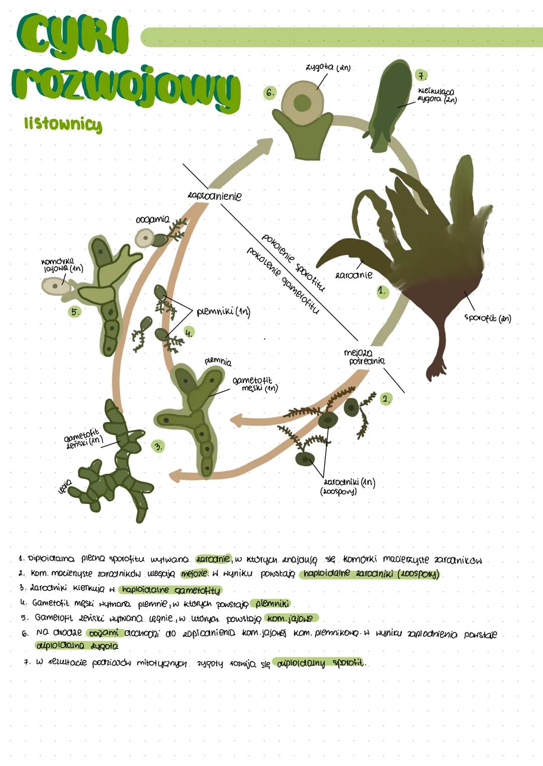 # Protisty ZHIENZECOPODOBNE

- zawsze jednokomórkowe wo koloniine
- arapieżne, pasożytnicze lub filtrotory
- różnorodne sposoby poruszania (