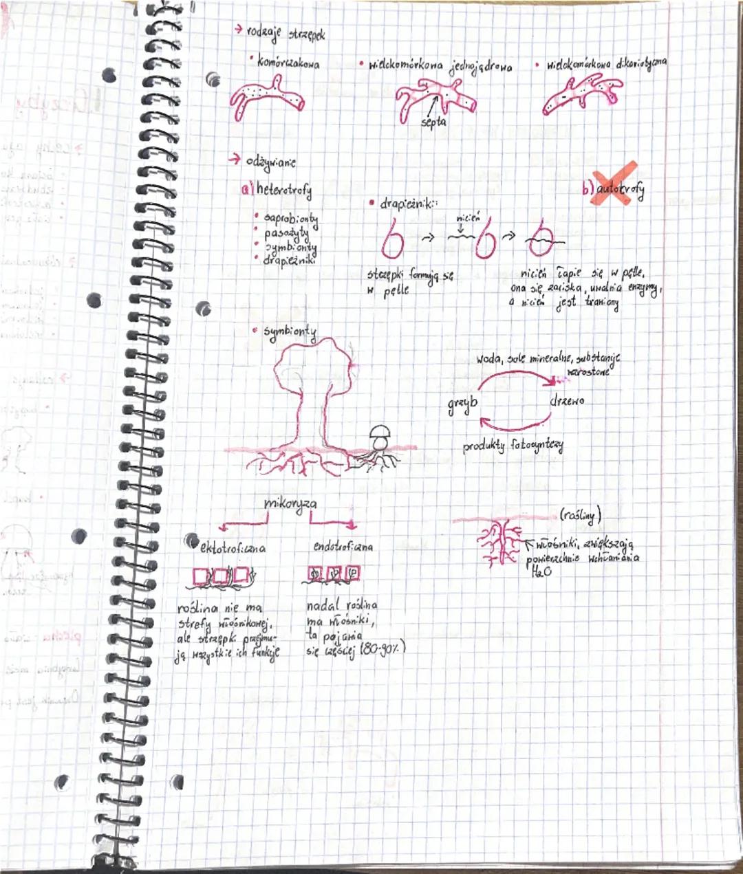 # Grzyby, porosty

1. Grzyby

→Cechy ogólne

*   ociana komórkowa z chityny
*   zbudowane ze strzępek
*   heterotroficene
*   ciavo grzyba t
