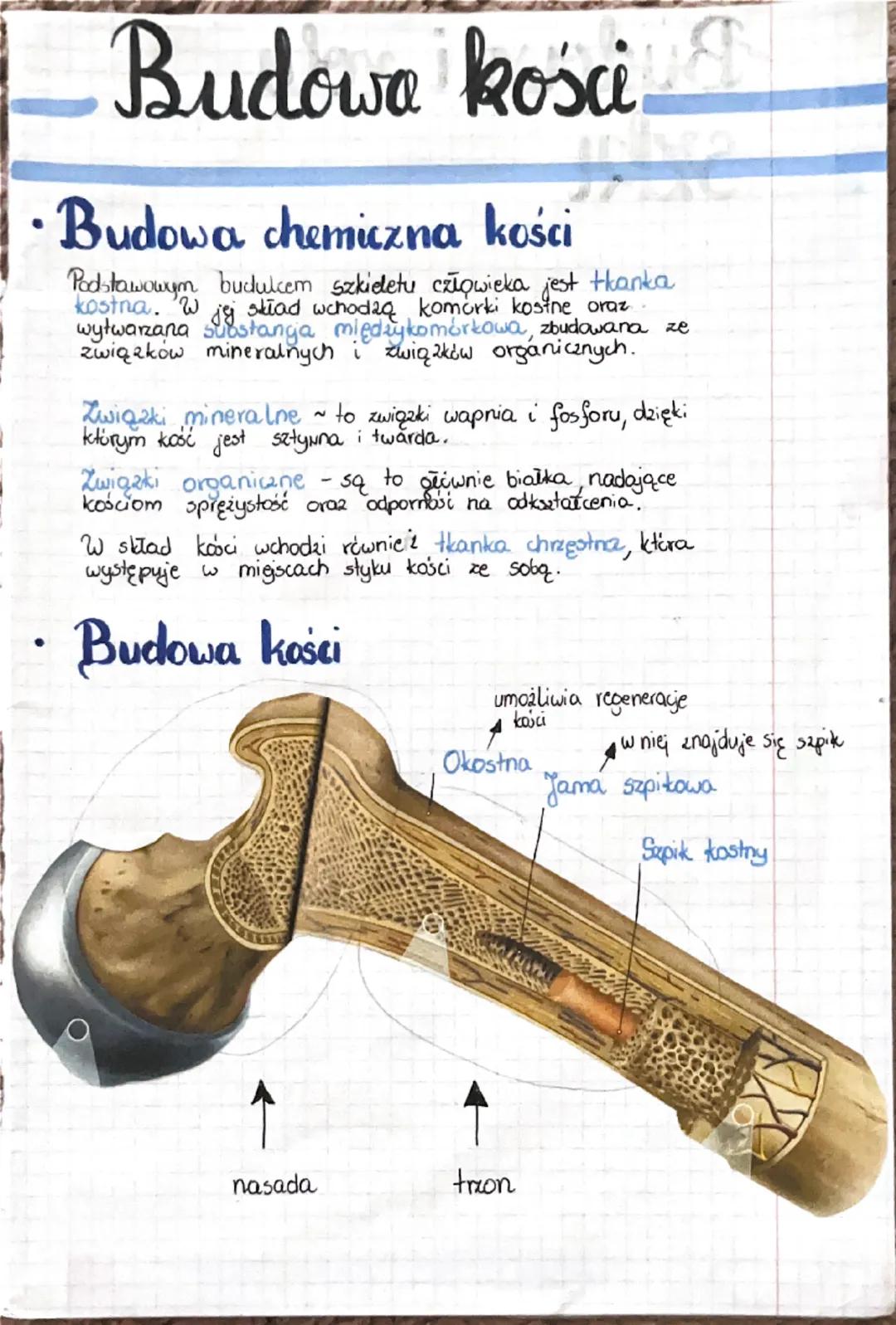 # Budowa kościa

• Budowa chemiczna kości

Podstawowym budulcem szkieletu człowieka jest thanka
kostna. W jej skład wchodzą komórki kostne o