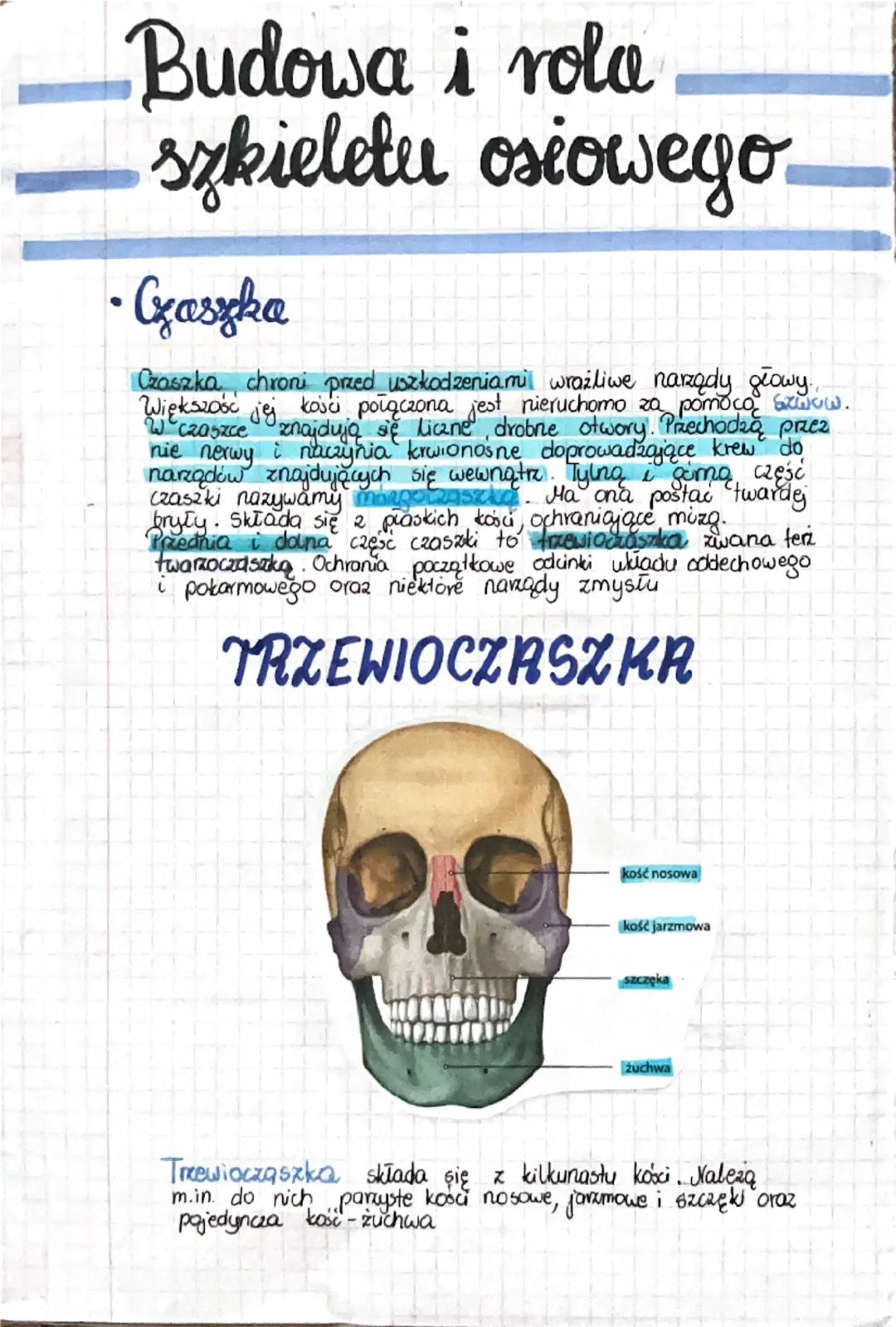 # Budowa kościa

• Budowa chemiczna kości

Podstawowym budulcem szkieletu człowieka jest thanka
kostna. W jej skład wchodzą komórki kostne o