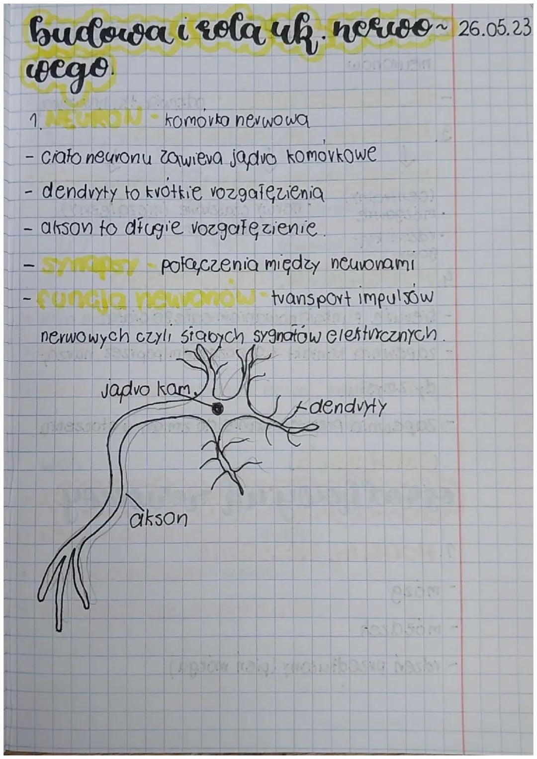 # budowa i rola uk. nowoo~ 26.05.23

wego

1.

- komórka nerwowa

- ciato neuronu zawiera jadro komórkowe

- dendvyty to krotkie vozgałęzien