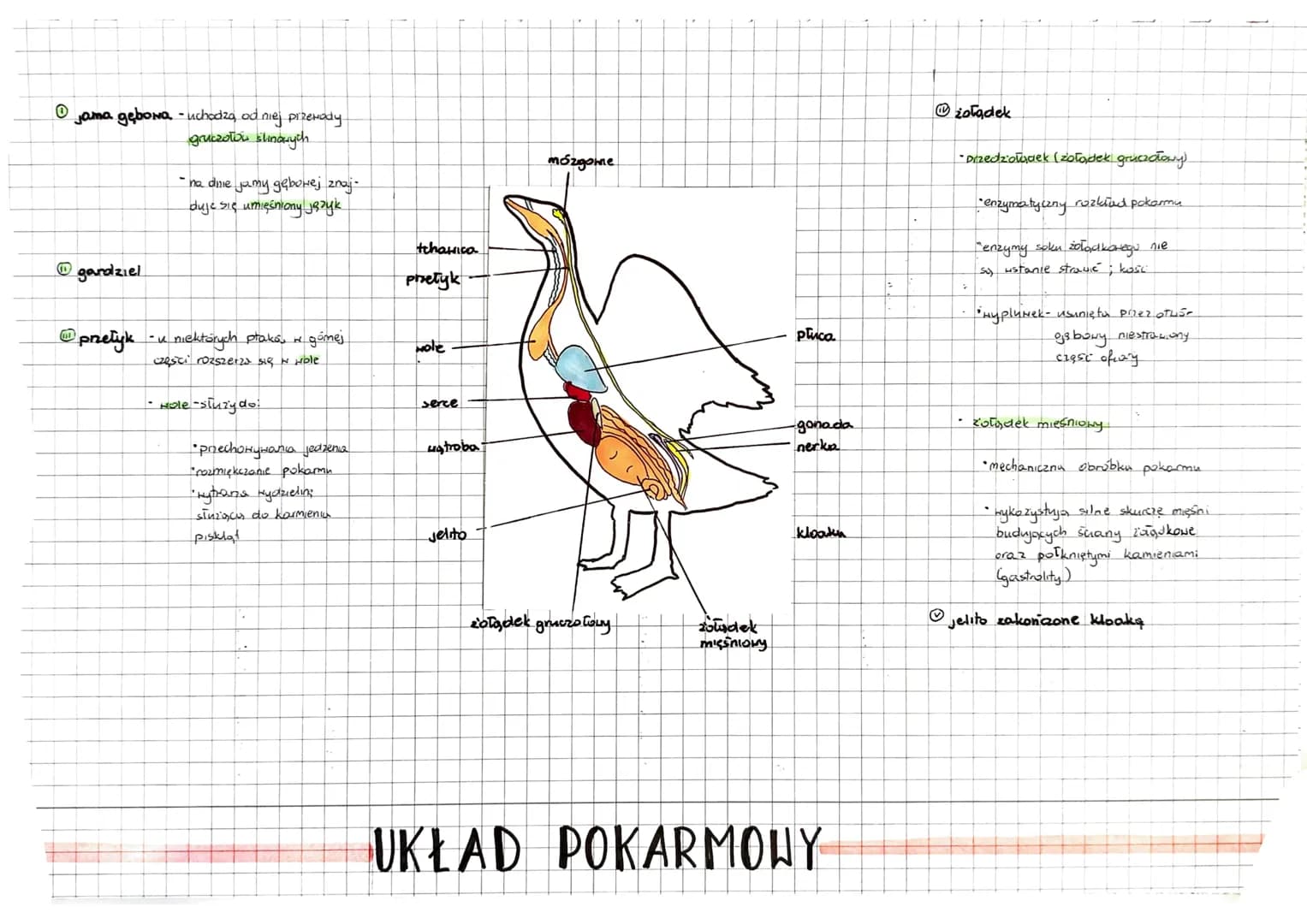 RÓŻNORODNOŠĆ
DRAPIEŻNE
Ptaki
zwierzęta statociepine (38°C -44°C)
10
• umiejętność aktywnego lotn
•ostre szpony, 20 krzywiony dziób
- Tapanie