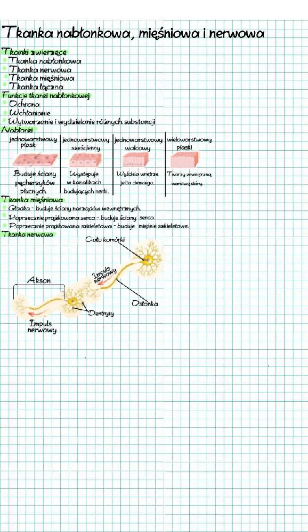 Tkanki Ludzkie: Nabłonkowa, Mięśniowa, Nerwowa - Notatka