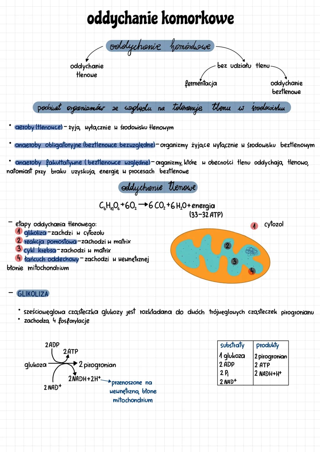 ●
-
GLIKOLIZA
etapy oddychania tlenowego:
glikoliza-zachdzi w cytozolu
2 reakcja pomostowa-zachodzi w matrix
3 cykl krebsa-zachodzi w matrix