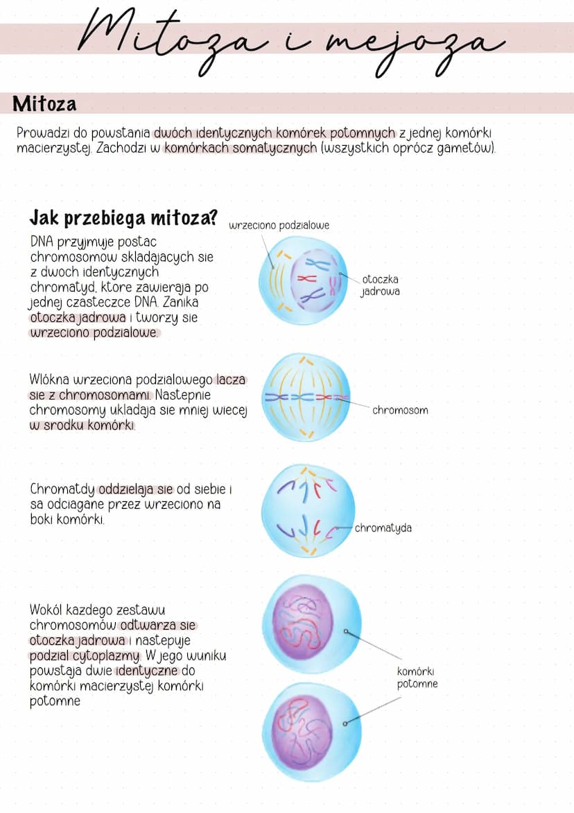 Mitoza i mejaza
тераза
Mitoza
Prowadzi do powstania dwóch identycznych komórek potomnych z jednej komórki
macierzystej Zachodzi w komórkach 