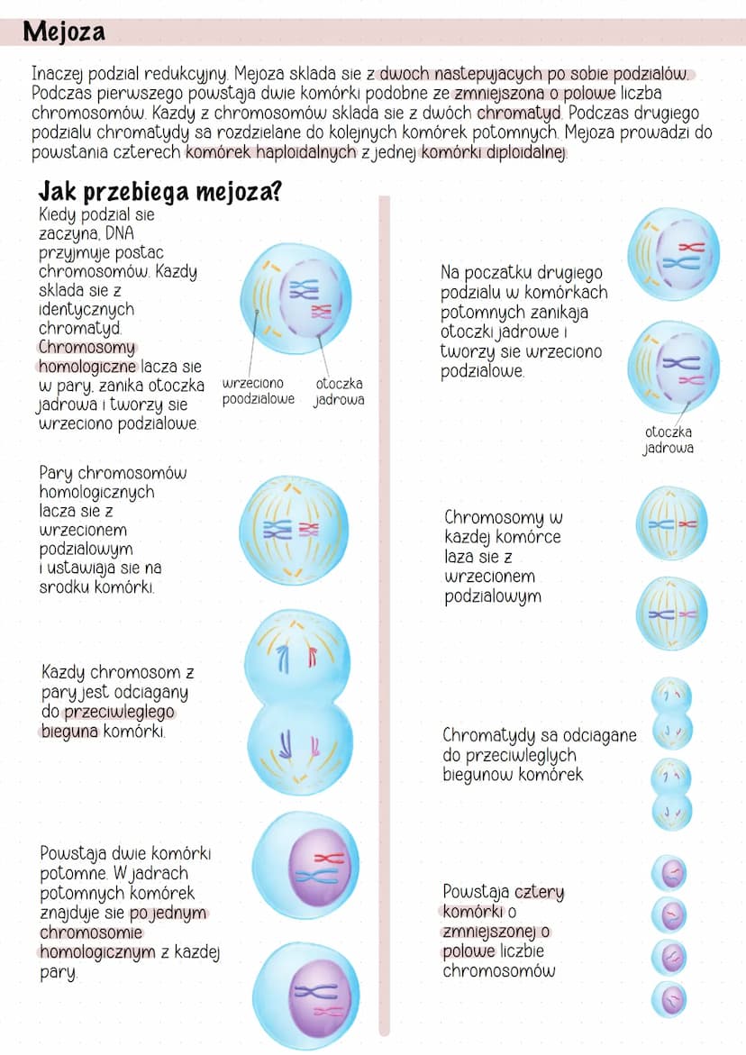 Mitoza i mejaza
тераза
Mitoza
Prowadzi do powstania dwóch identycznych komórek potomnych z jednej komórki
macierzystej Zachodzi w komórkach 