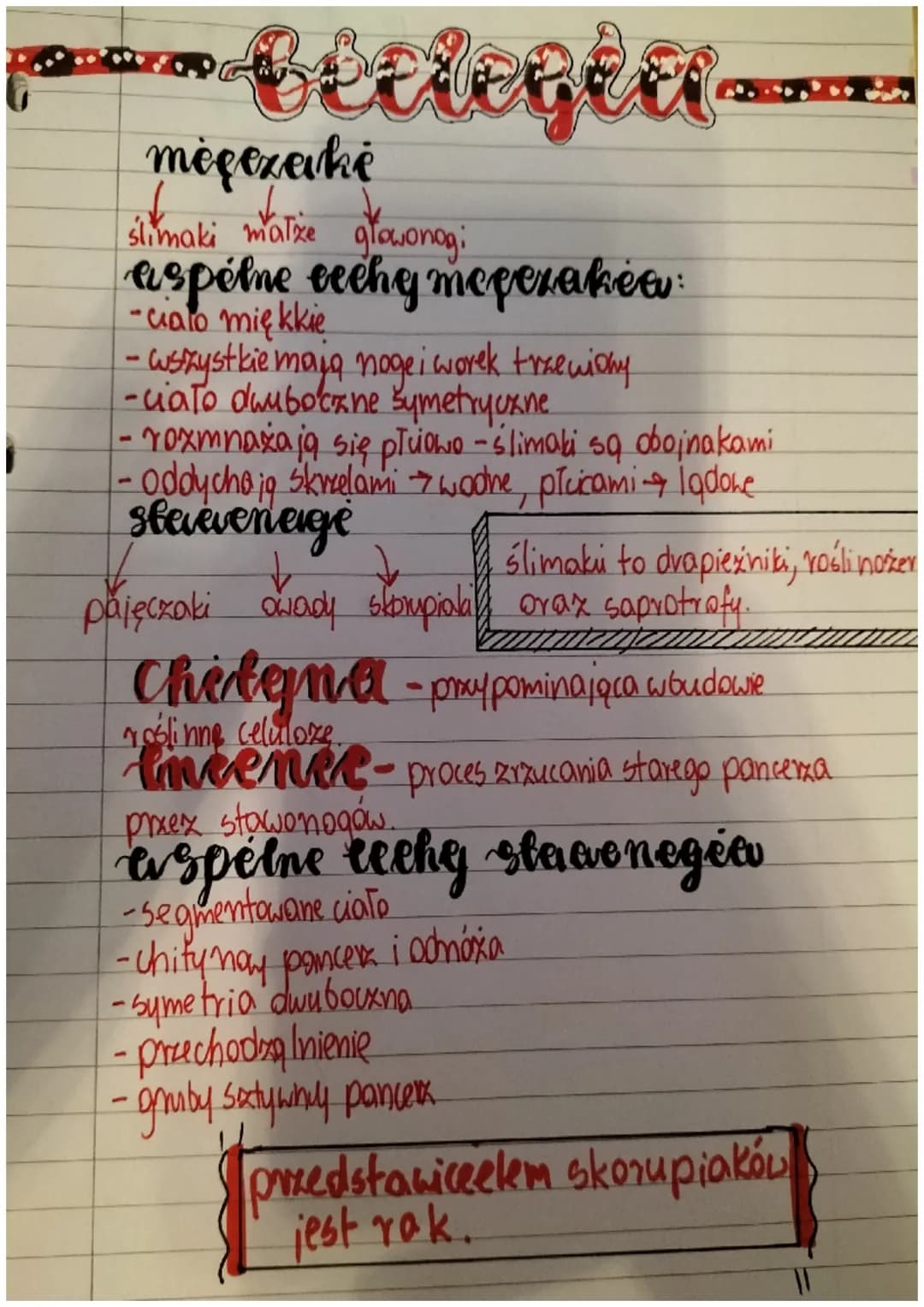 betlegter
mėgezeikė
ślimaki małże głowonogi
aspólne eeehy mepezakéa
- cialo miękkie
- wszystkie mają noge i worek trzewidny
-ciato dwuboczne