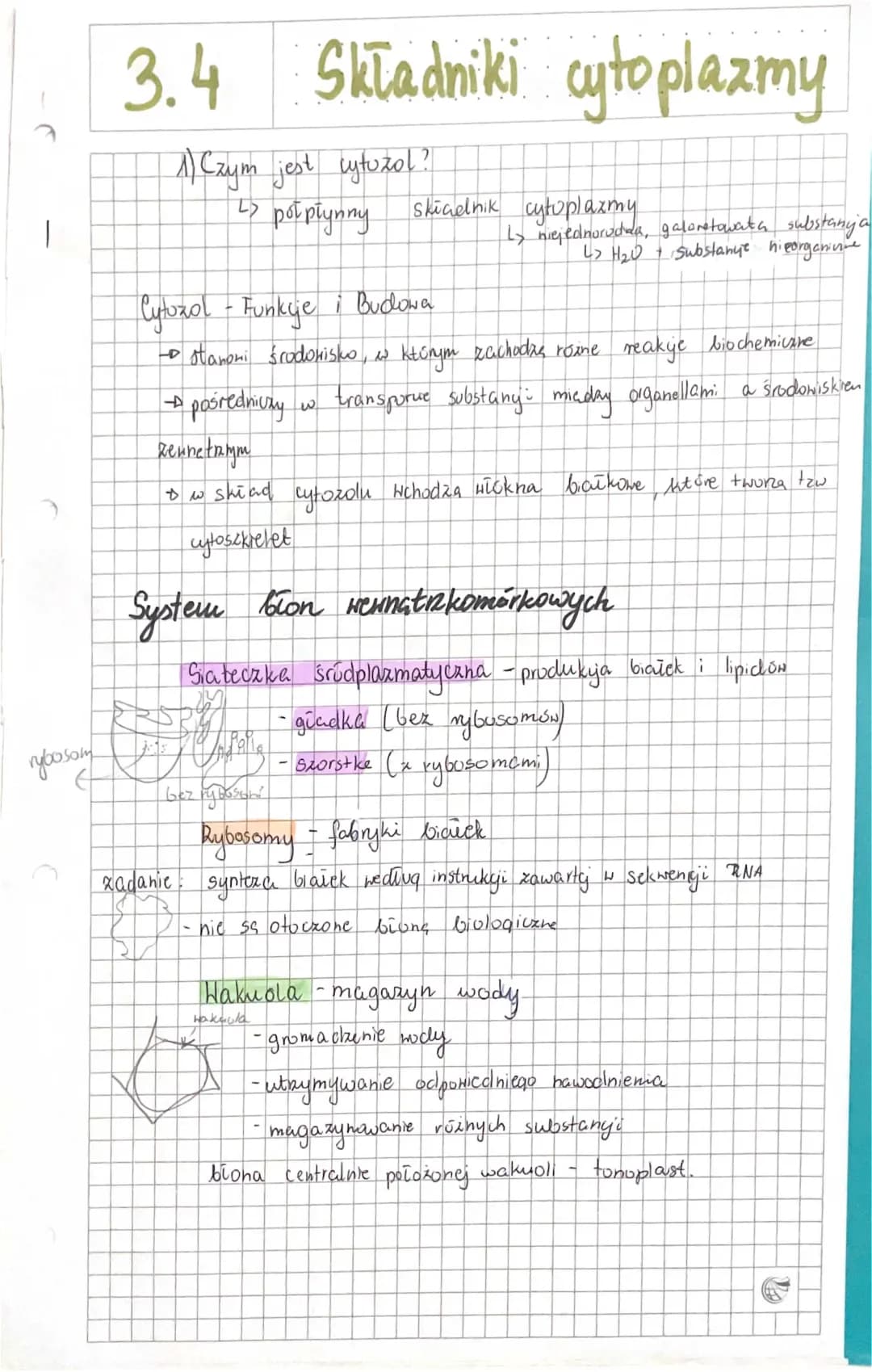Składniki i Budowa Cytoplazmy - Czym są Organella i Cytozol?