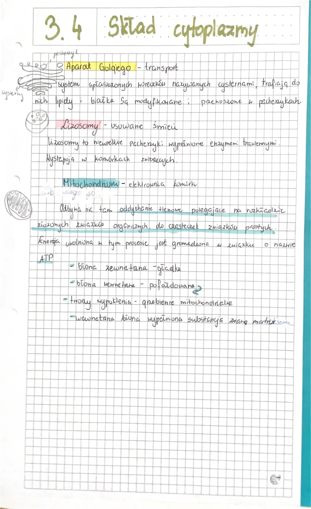 I
rybosom
J
3.4
1) Czym jest cytozol?
Składniki cytoplazmy
L> połpłynny skicidnik cytoplazmy
Cytuzol - Funkcje i Budowa
- stanoni środowisko