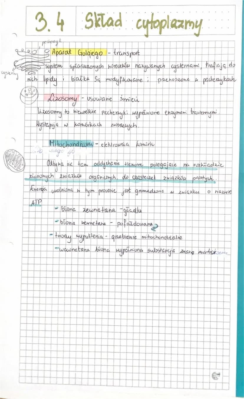I
rybosom
J
3.4
1) Czym jest cytozol?
Składniki cytoplazmy
L> połpłynny skicidnik cytoplazmy
Cytuzol - Funkcje i Budowa
- stanoni środowisko