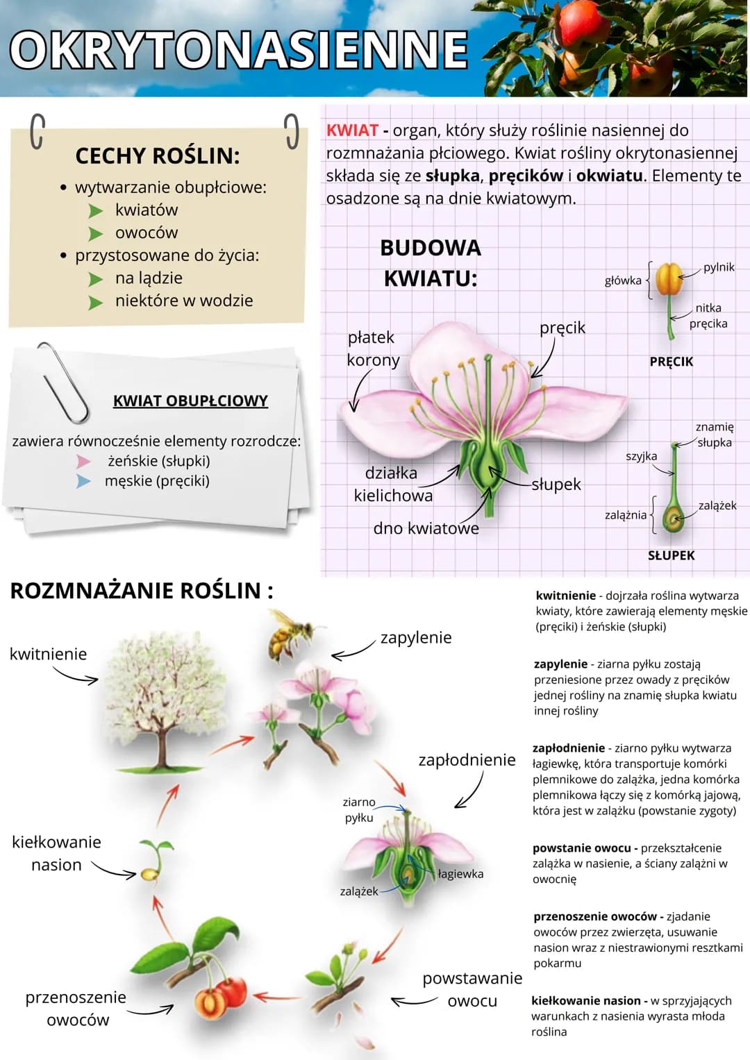 OKRYTONASIENNE
C
•
CECHY ROŚLIN:
.
wytwarzanie obupłciowe:
kwiatów
owoców
przystosowane do życia:
na lądzie
niektóre w wodzie
I
KWIAT - orga