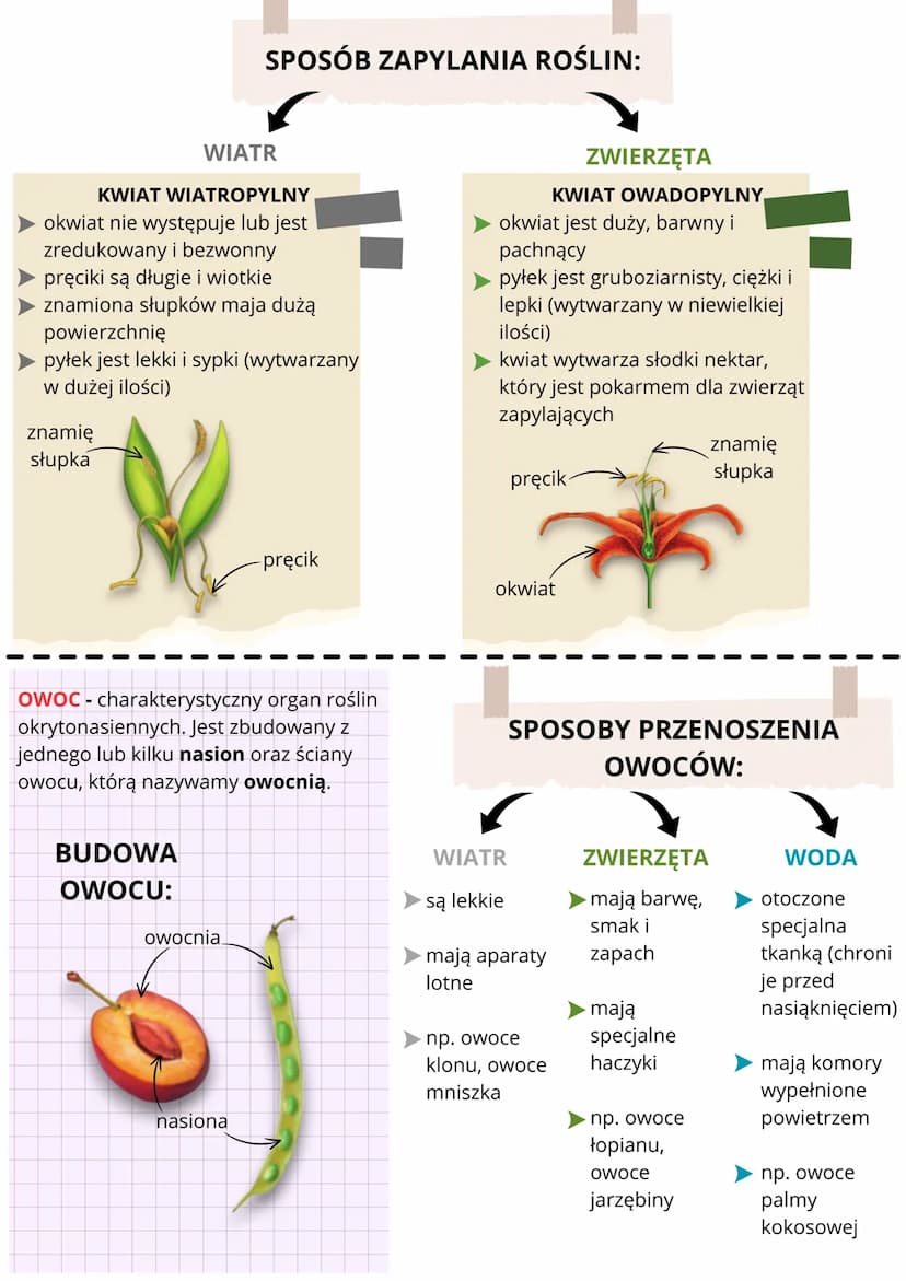 OKRYTONASIENNE
C
•
CECHY ROŚLIN:
.
wytwarzanie obupłciowe:
kwiatów
owoców
przystosowane do życia:
na lądzie
niektóre w wodzie
I
KWIAT - orga