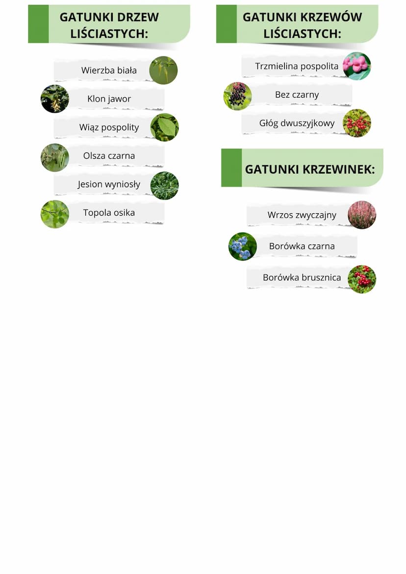 OKRYTONASIENNE
C
•
CECHY ROŚLIN:
.
wytwarzanie obupłciowe:
kwiatów
owoców
przystosowane do życia:
na lądzie
niektóre w wodzie
I
KWIAT - orga