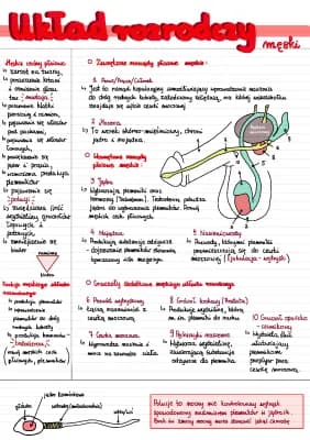 Know Układ rozrodczy męski (budowa i funkcje) - biologia  thumbnail