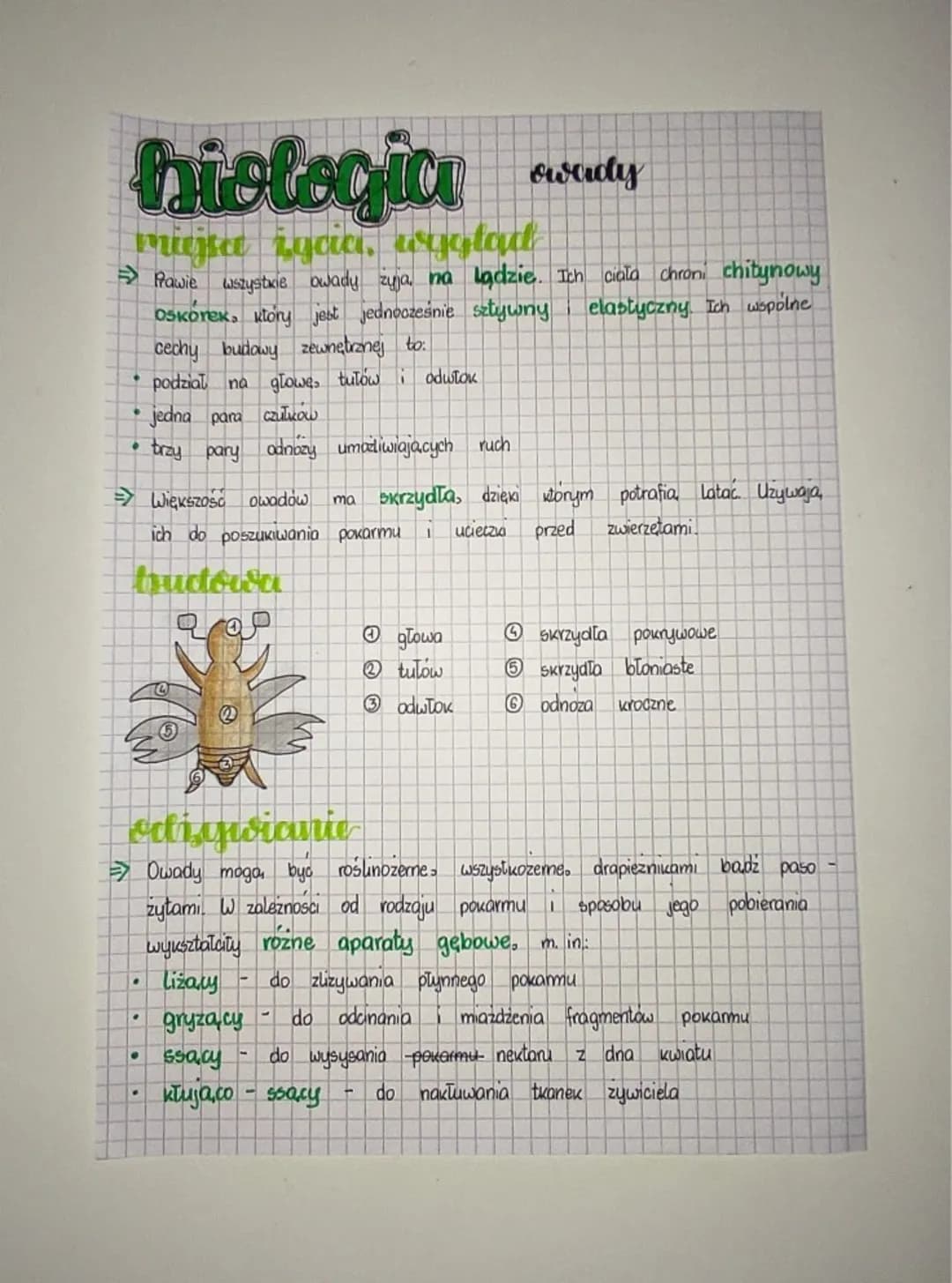 biologia
miejsa zycia, wygład
→ Rawie wszystkie owady żyja, na lądzie. Ich ciala chroni chitynowy
OSKorek, który jest jednocześnie sztywny e
