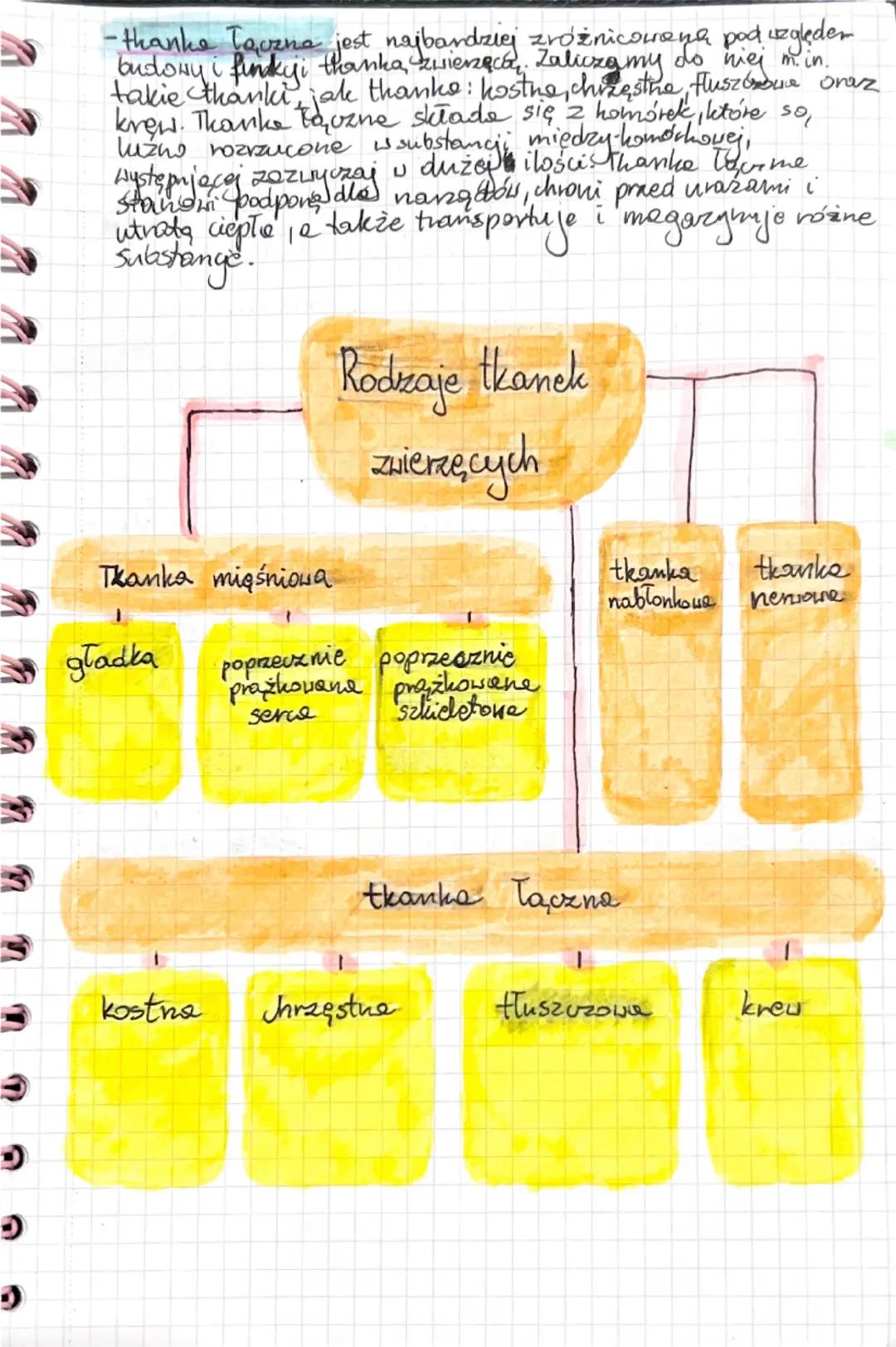 Biologia
Temat: Organizm człowieka jako funkcjonalno
całość.
し
Ciało człowieka przypomina skomplikovany mechanizm,
którego podstawowym jedno