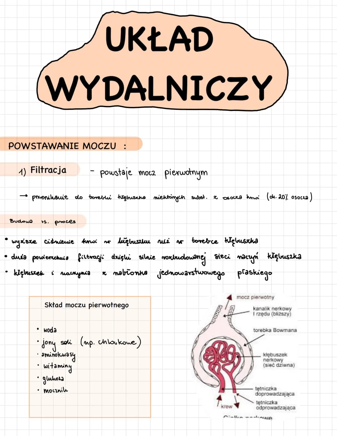 POWSTAWANIE MOCZU :
●
UKŁAD
WYDALNICZY
●
1) Filtracja
- powstaje mocz pierwotnym.
prienilouie do torebli kłębuseks nicktórych subst. z osocz