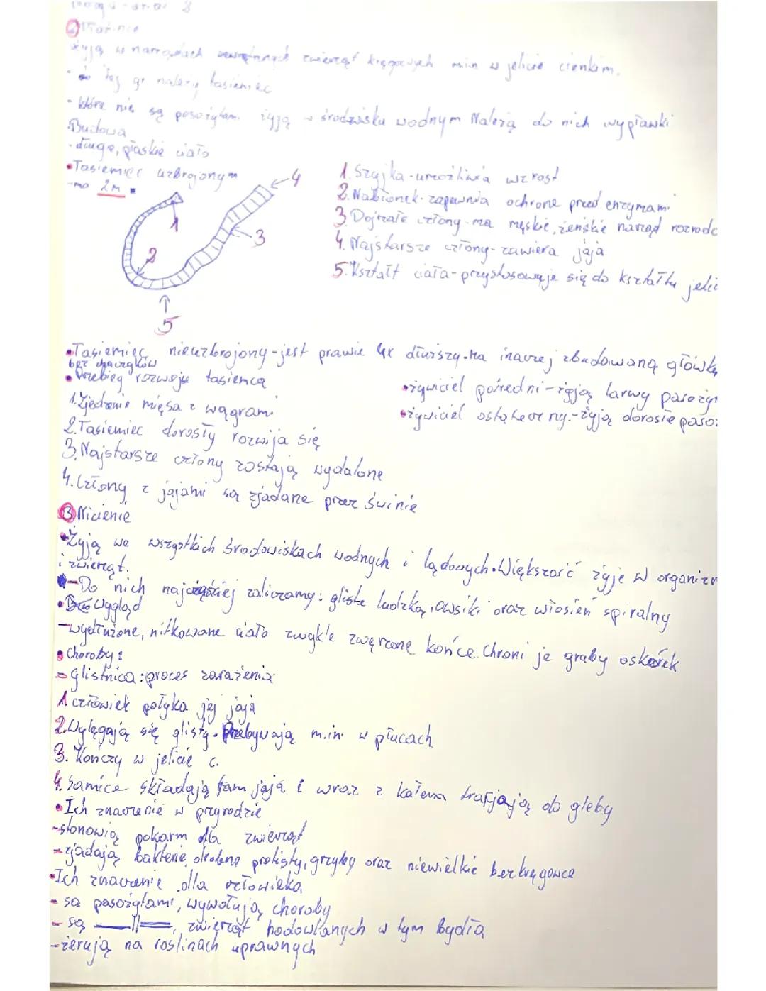 Biologia Klasa 6: Wszystko o Płazińcach, Nicieniach i Pierścienicach