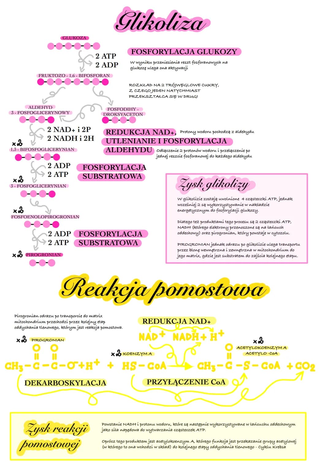 Oddychanie komórkowe
PODSTAWOWY PROCES KATABOLICZNY DOSTARCZAJĄCY
KOMÓRKOM ENERGII DO FUNKCJONOWANIA
Na czym polega?
Polega on na rozłożeniu