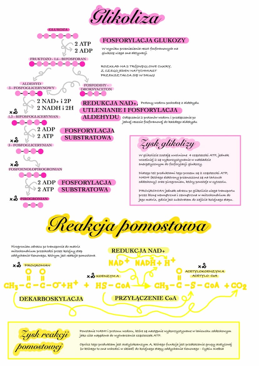 Oddychanie komórkowe
PODSTAWOWY PROCES KATABOLICZNY DOSTARCZAJĄCY
KOMÓRKOM ENERGII DO FUNKCJONOWANIA
Na czym polega?
Polega on na rozłożeniu